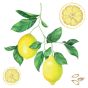 Lemons αυτοκόλλητα τοίχου βινυλίου (54122) Ango 54122