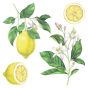 Lemons αυτοκόλλητα τοίχου βινυλίου (54122) Ango 54122